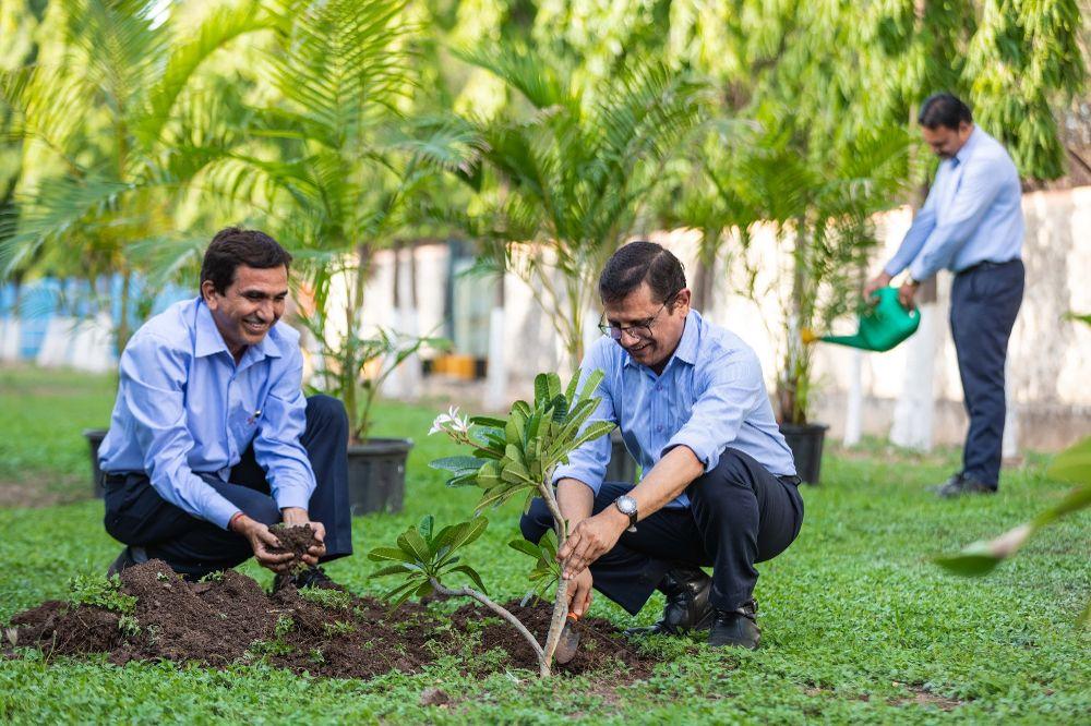 Tree Plantation